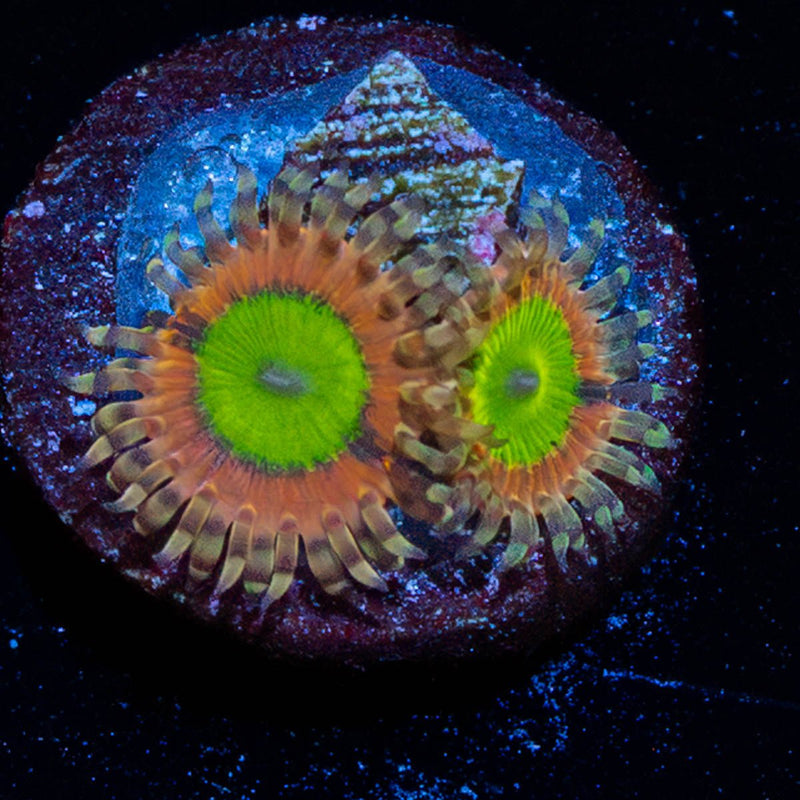 Pink Hippo Zoanthid
