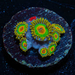 Rasta Zoanthid - riptide aquaculture llc
