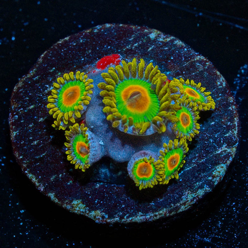 Rasta Zoanthid