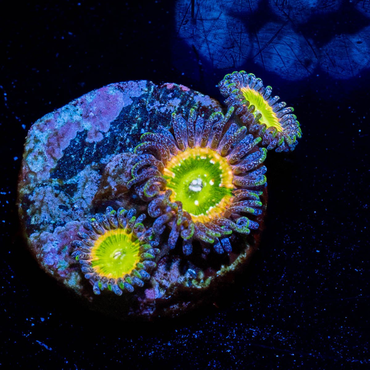 Tinker Bells Zoanthid - riptide aquaculture llc