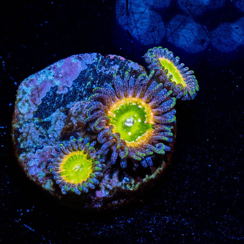 Tinker Bells Zoanthid