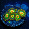 Rasta Zoanthid - riptide aquaculture llc