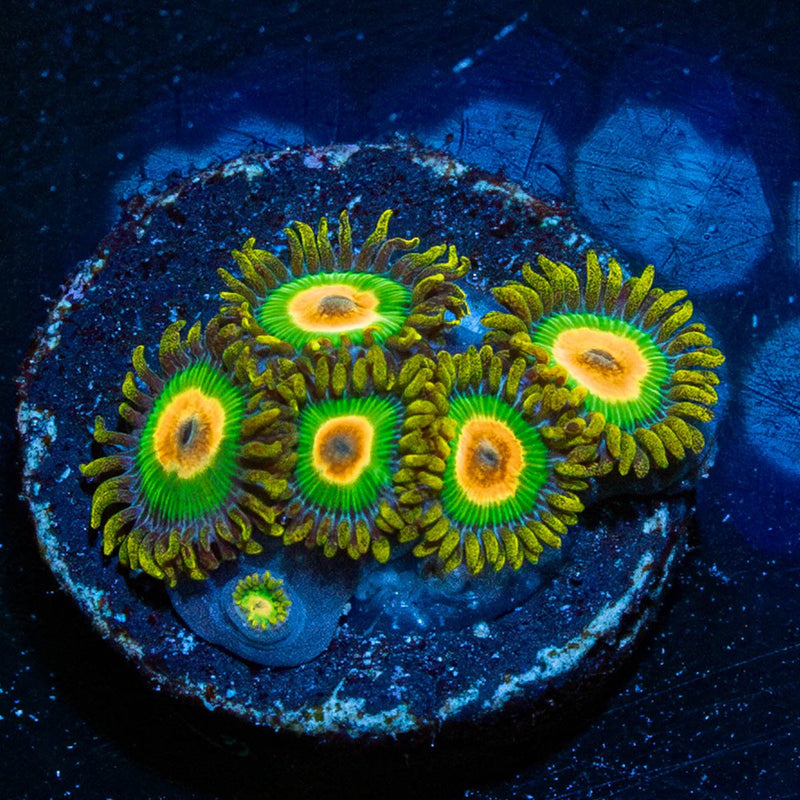 Rasta Zoanthid