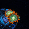 Blueberry Yum Yum Zoanthid - riptide aquaculture llc