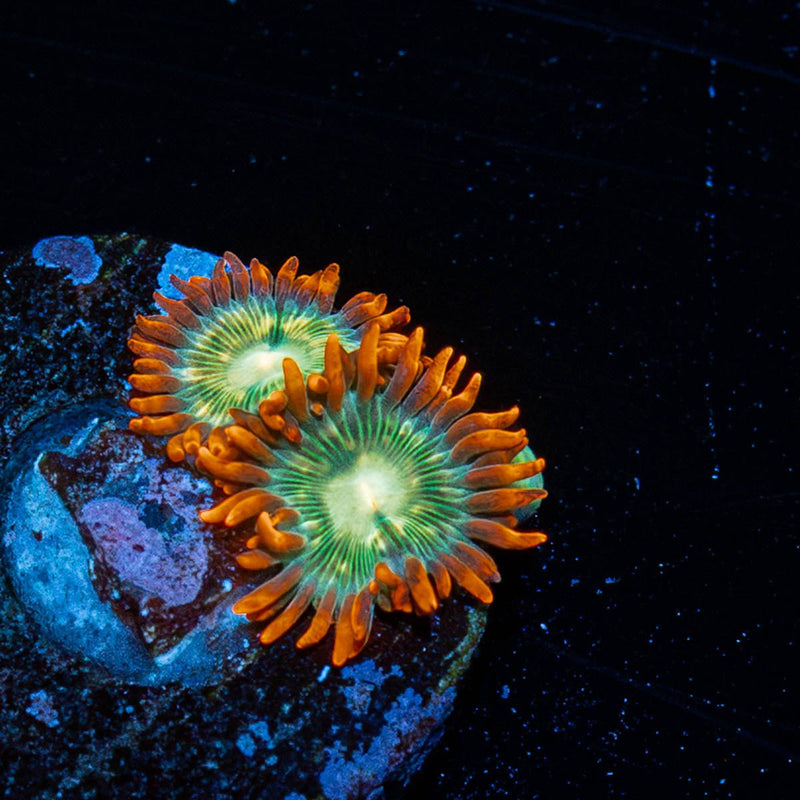 Blueberry Yum Yum Zoanthid