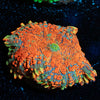 Charizard Rhodactis Mushroom - riptide aquaculture llc