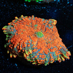 Charizard Rhodactis Mushroom - riptide aquaculture llc
