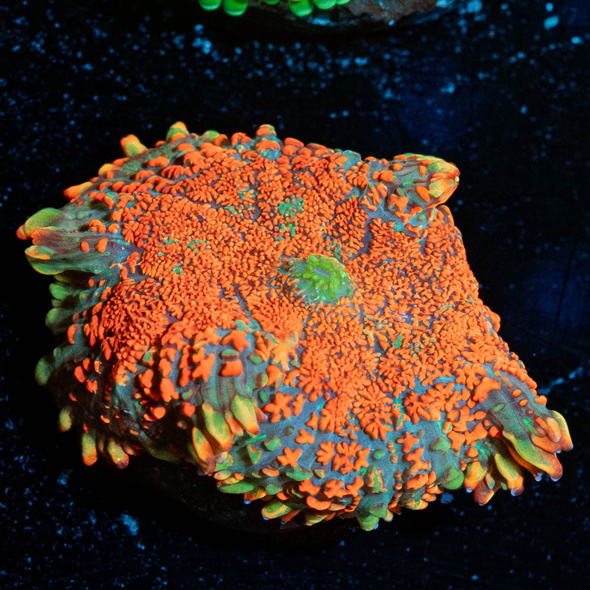Charizard Rhodactis Mushroom - riptide aquaculture llc
