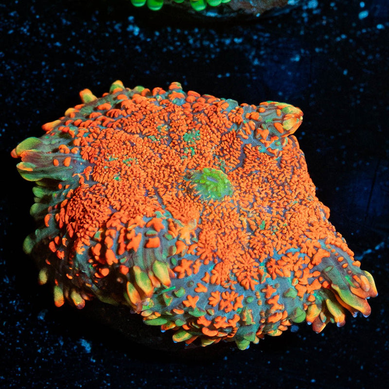 Charizard Rhodactis Mushroom