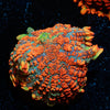 Charizard Rhodactis Mushroom - riptide aquaculture llc