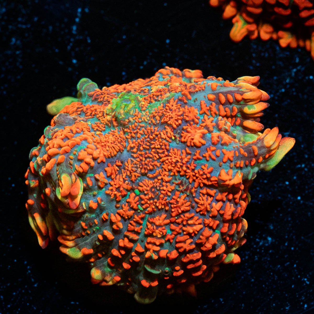 Charizard Rhodactis Mushroom - riptide aquaculture llc