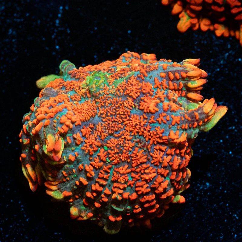 Charizard Rhodactis Mushroom