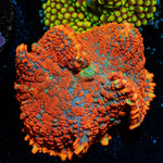 Charizard Rhodactis Mushroom - riptide aquaculture llc