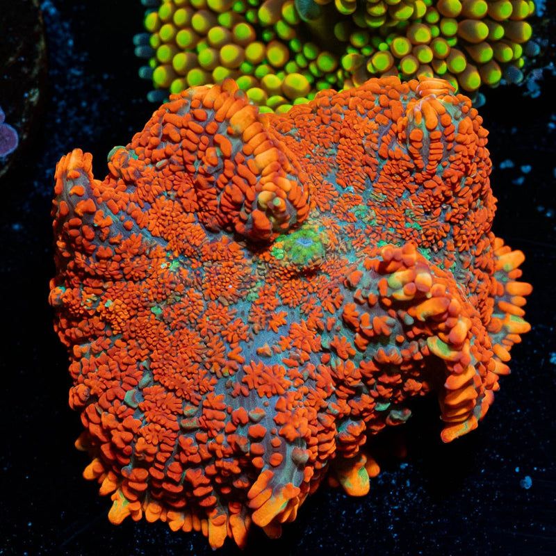 Charizard Rhodactis Mushroom