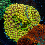 Yellow FL Ricordea Mushroom - riptide aquaculture llc