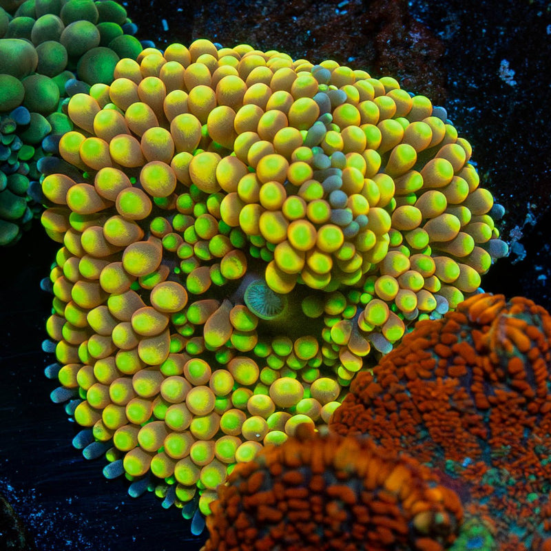 Yellow FL Ricordea Mushroom