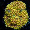 Yellow FL Ricordea Mushroom - riptide aquaculture llc