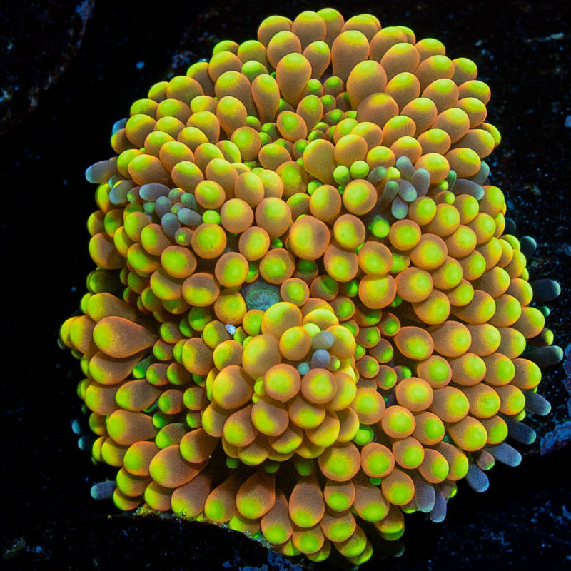 Yellow FL Ricordea Mushroom