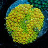 Yellow FL Ricordea Mushroom - riptide aquaculture llc
