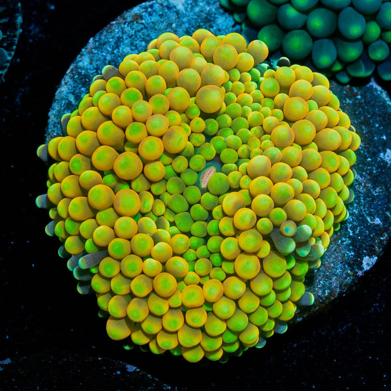 Yellow FL Ricordea Mushroom