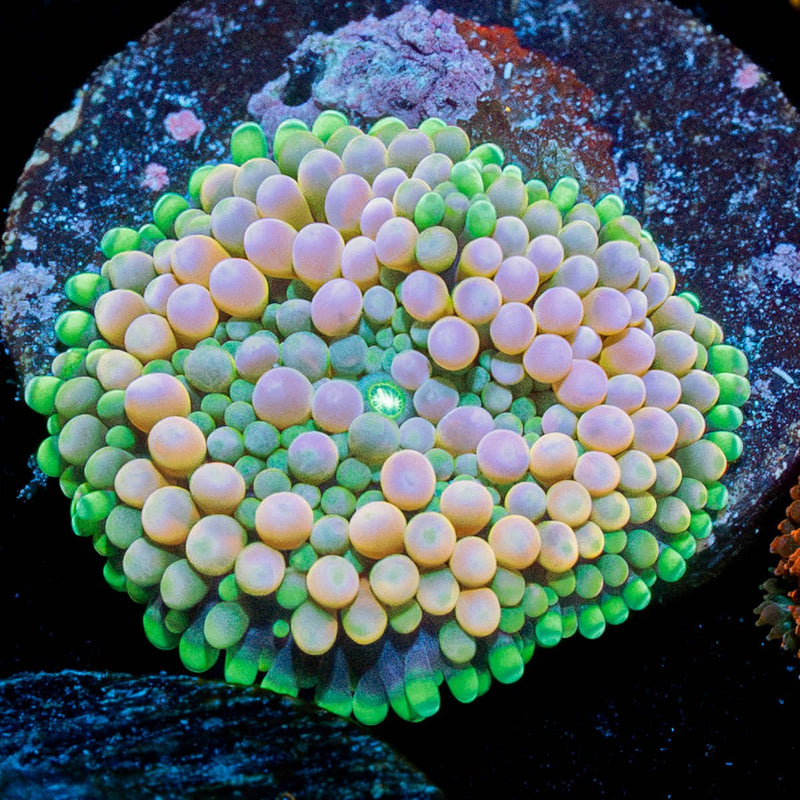 Pink FL Ricordea Mushroom