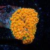 Orange FL Ricordea Mushroom - riptide aquaculture llc