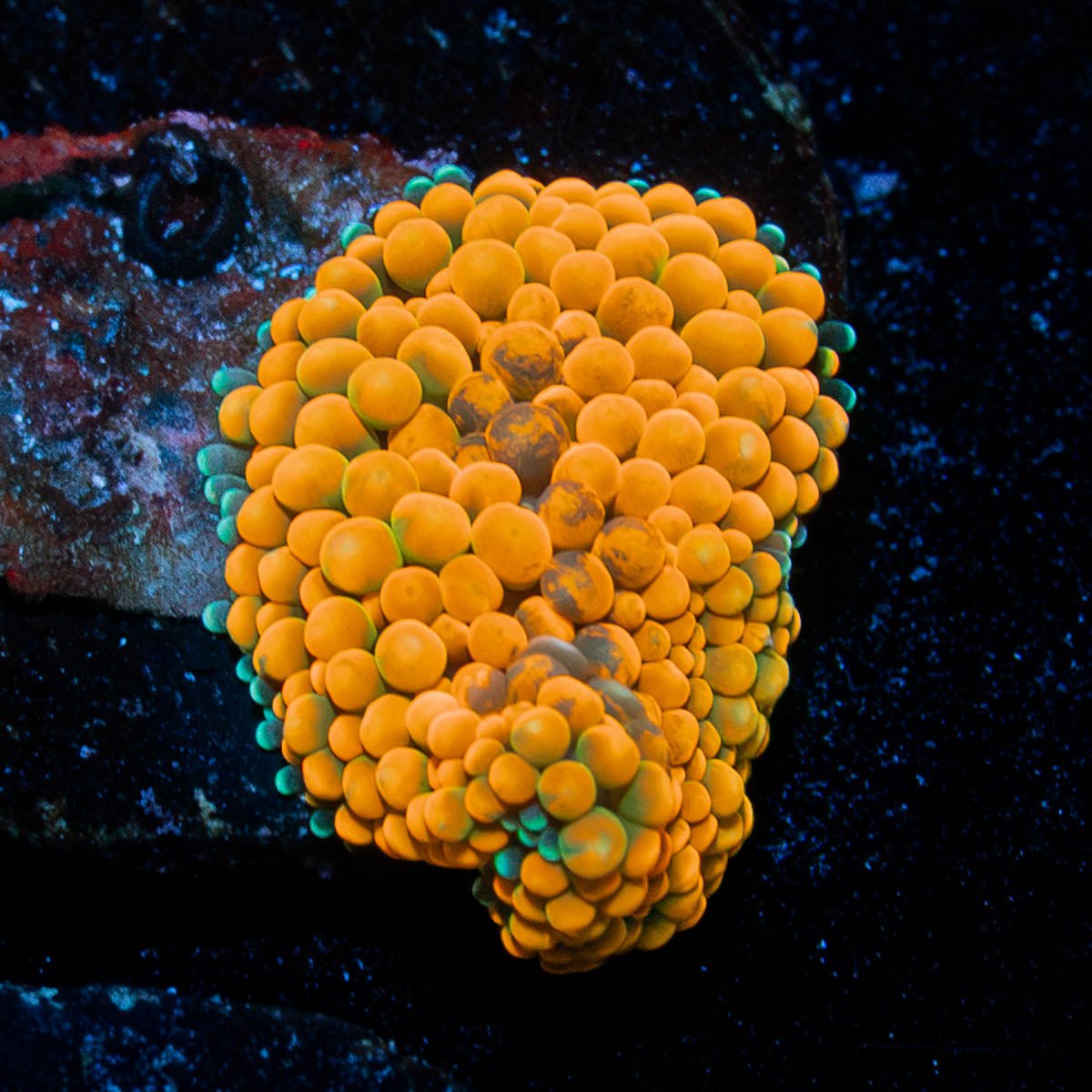 Orange FL Ricordea Mushroom - riptide aquaculture llc