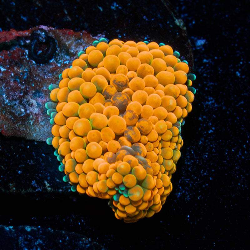 Orange FL Ricordea Mushroom