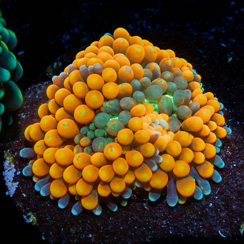Orange FL Ricordea Mushroom