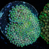Green FL Ricordea Mushroom - riptide aquaculture llc