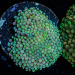 Green FL Ricordea Mushroom - riptide aquaculture llc