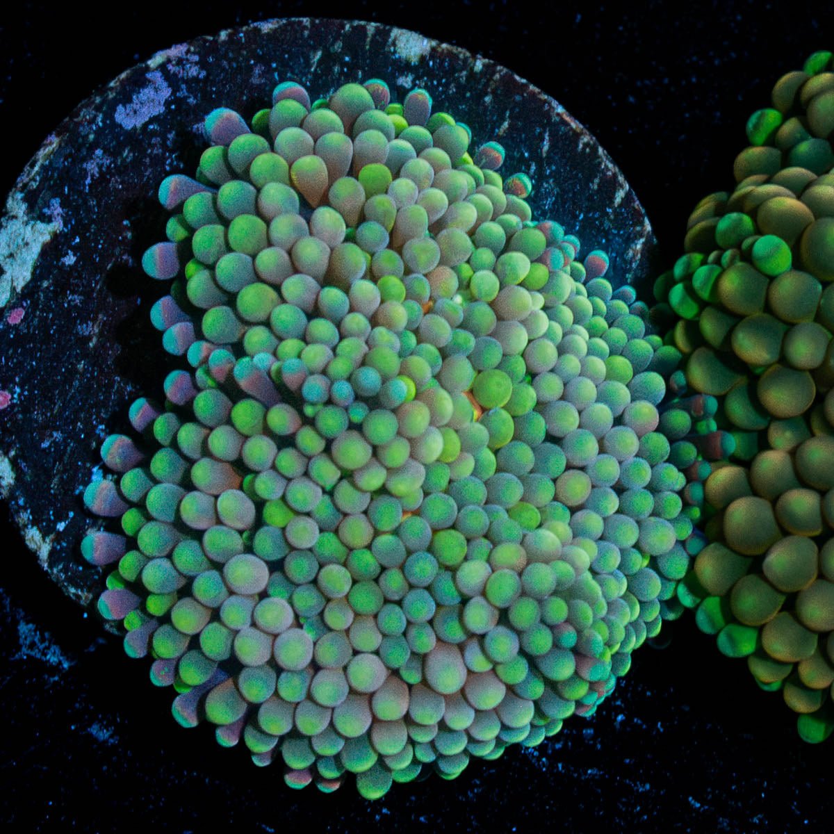 Green FL Ricordea Mushroom - riptide aquaculture llc