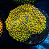 Yellow FL Ricordea Mushroom - riptide aquaculture llc