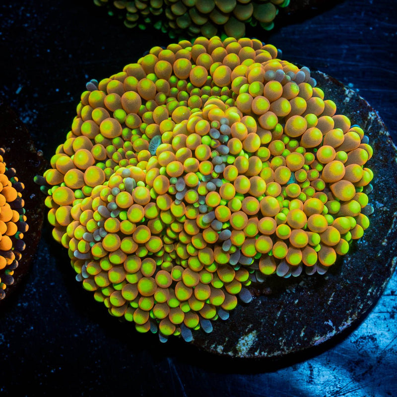 Yellow FL Ricordea Mushroom