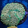 Green FL Ricordea Mushroom - riptide aquaculture llc