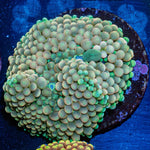 Green FL Ricordea Mushroom - riptide aquaculture llc