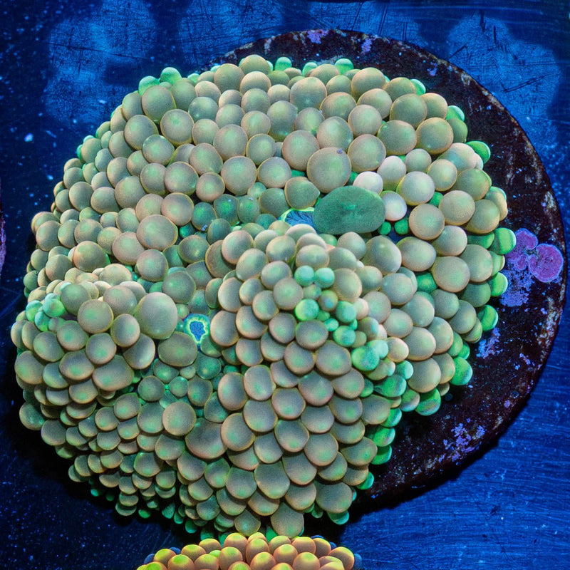 Green FL Ricordea Mushroom