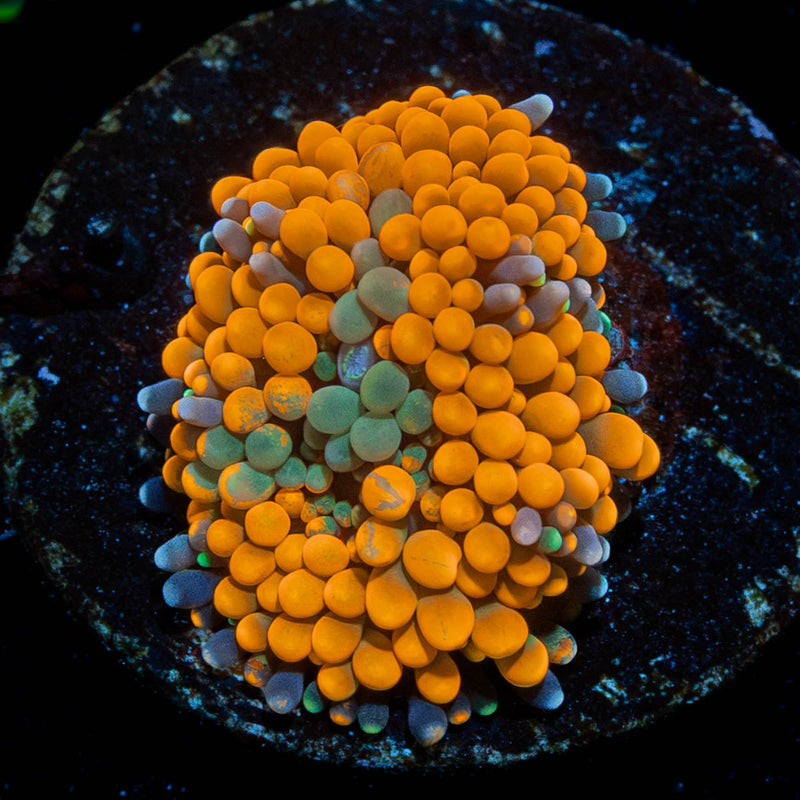 Orange FL Ricordea Mushroom
