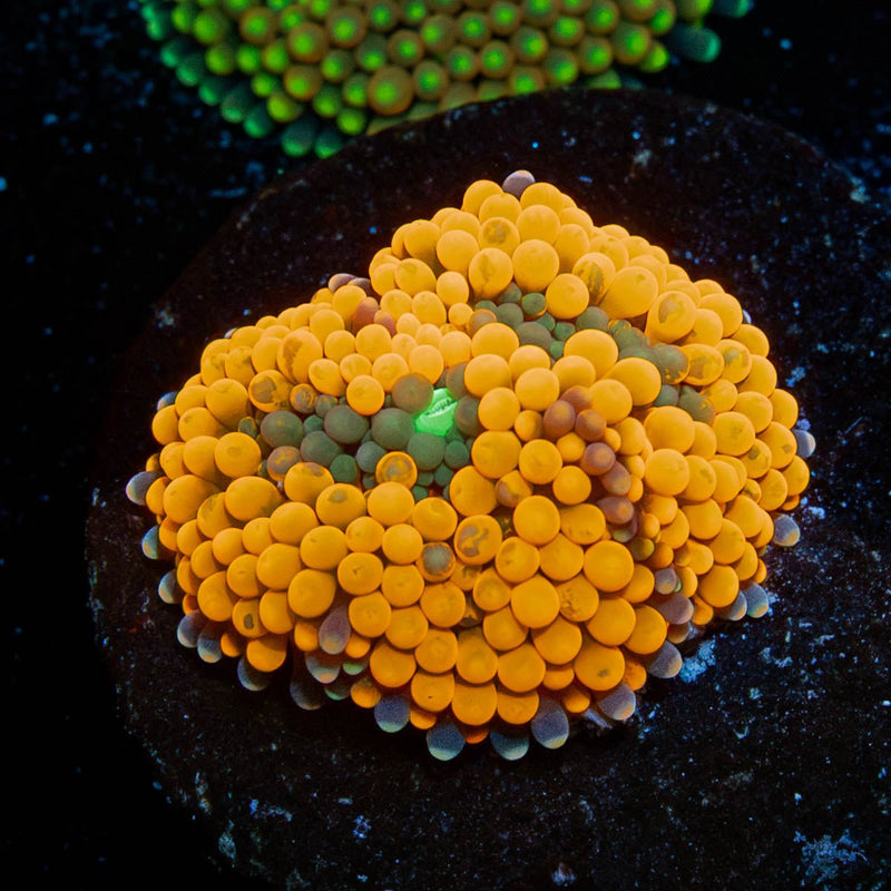 Orange FL Ricordea Mushroom