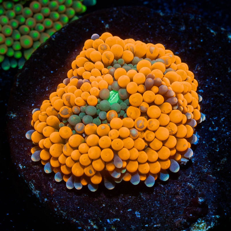 Orange FL Ricordea Mushroom