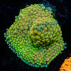 Bright Green FL Ricordea Mushroom - riptide aquaculture llc