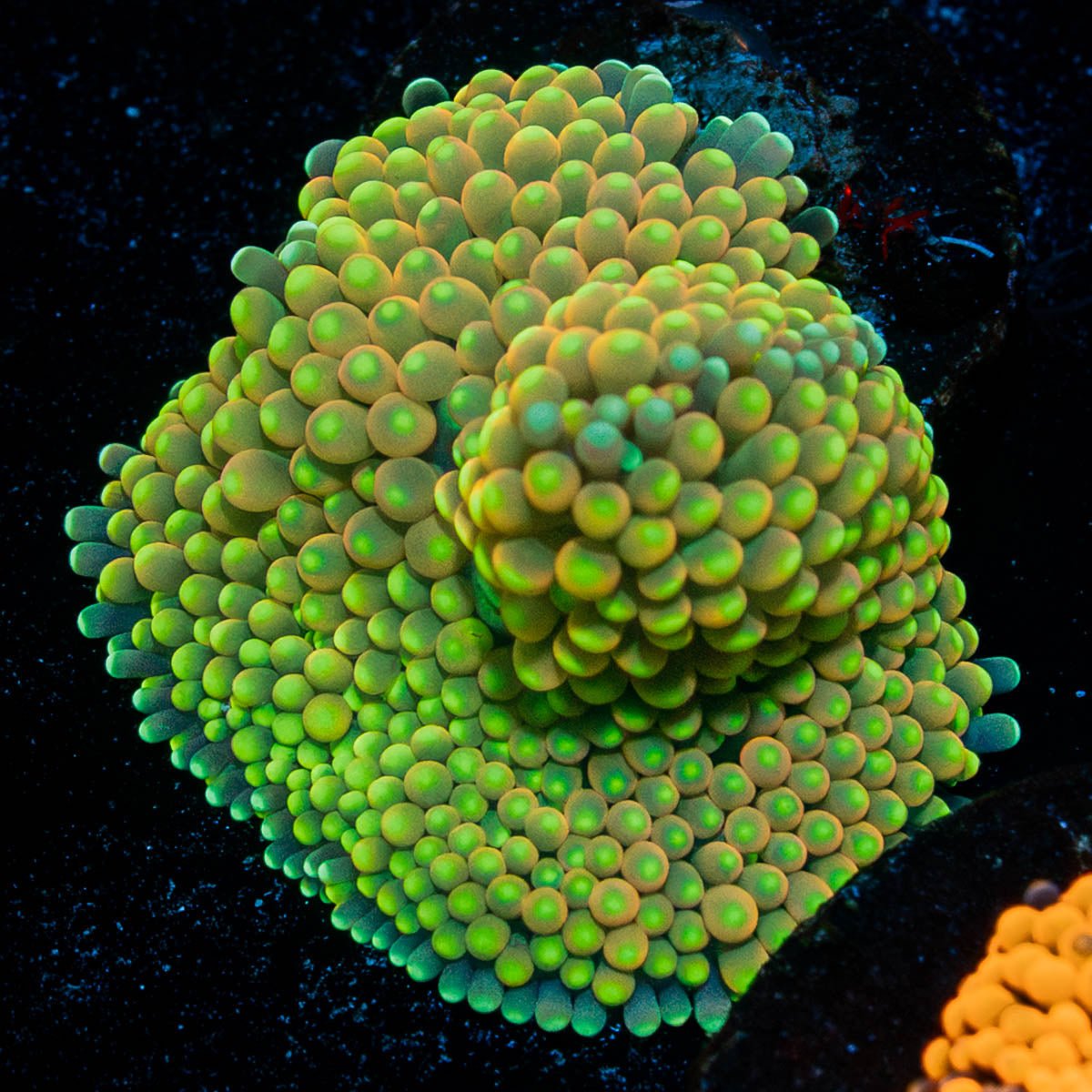 Bright Green FL Ricordea Mushroom - riptide aquaculture llc