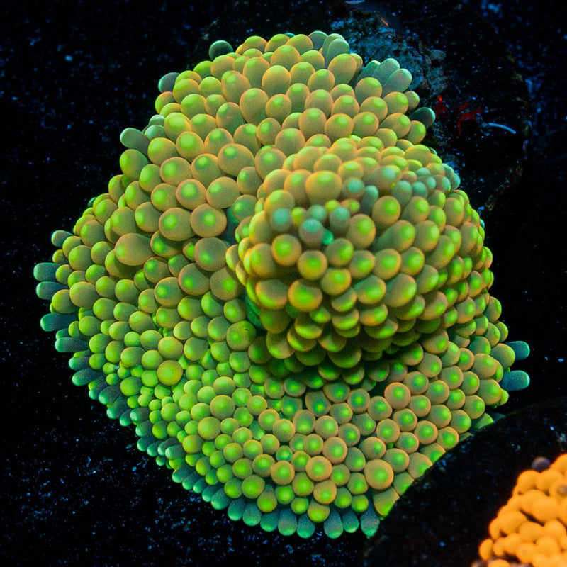 Bright Green FL Ricordea Mushroom