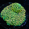 Green FL Ricordea Mushroom - riptide aquaculture llc