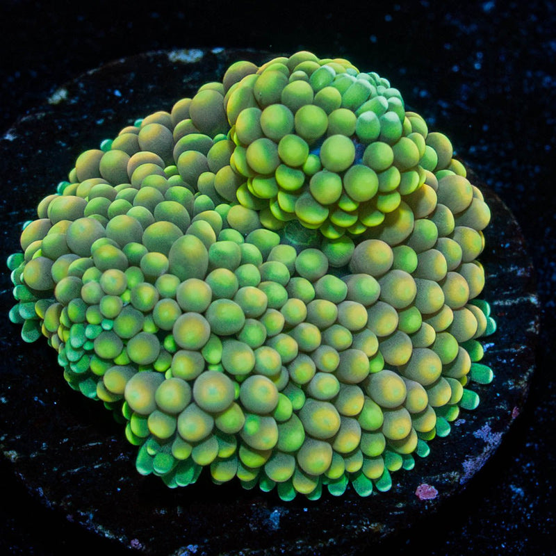 Green FL Ricordea Mushroom