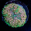 Pink FL Ricordea Mushroom - riptide aquaculture llc
