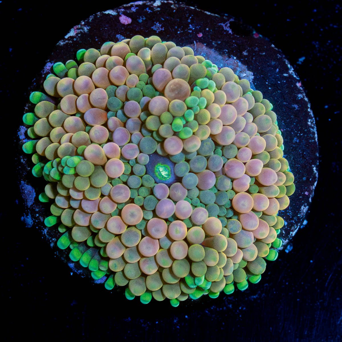 Pink FL Ricordea Mushroom - riptide aquaculture llc
