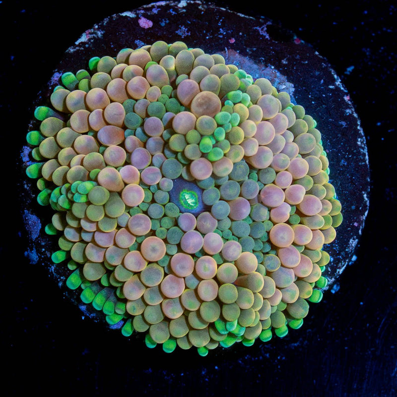 Pink FL Ricordea Mushroom