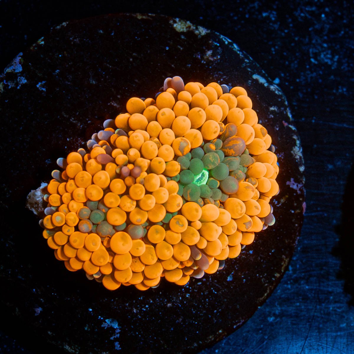 Orange FL Ricordea Mushroom - riptide aquaculture llc