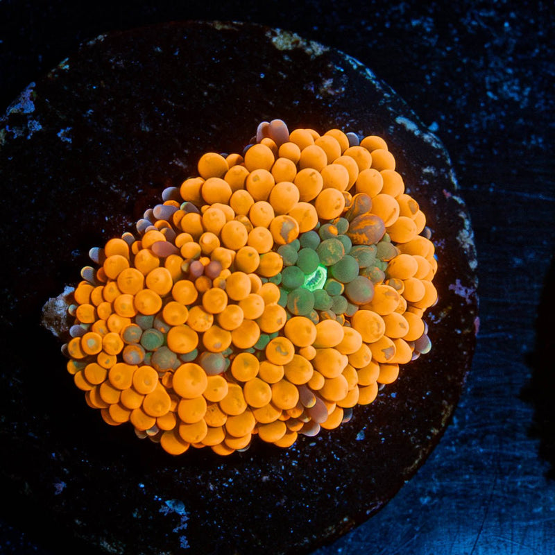 Orange FL Ricordea Mushroom
